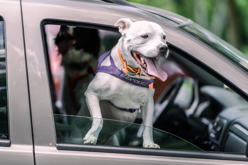 Hummel Trail in Hummelstown, Pennsylvania Engagement Session Photos