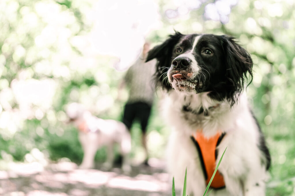 Hummel Trail in Hummelstown, Pennsylvania Engagement Session Photos