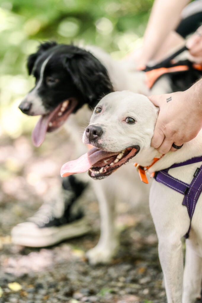 Hummel Trail in Hummelstown, Pennsylvania Engagement Session Photos