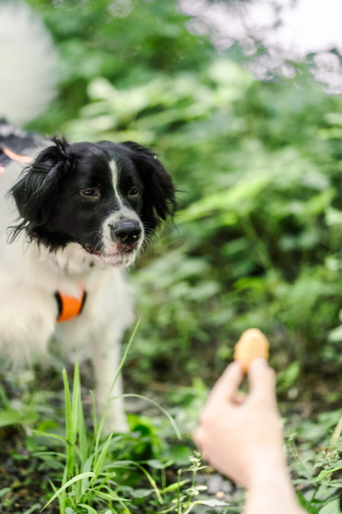 Hummel Trail in Hummelstown, Pennsylvania Engagement Session Photos