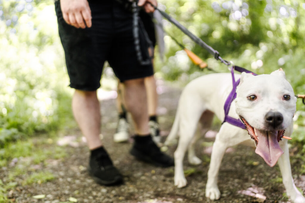 Hummel Trail in Hummelstown, Pennsylvania Engagement Session Photos