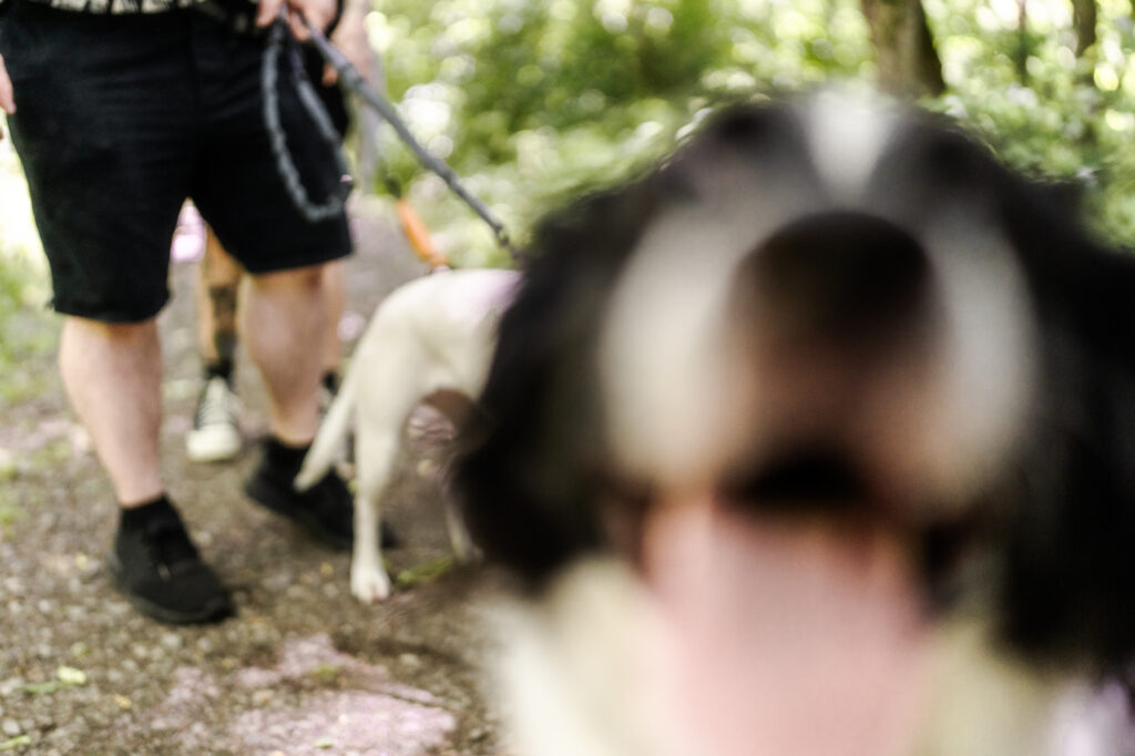 Hummel Trail in Hummelstown, Pennsylvania Engagement Session Photos