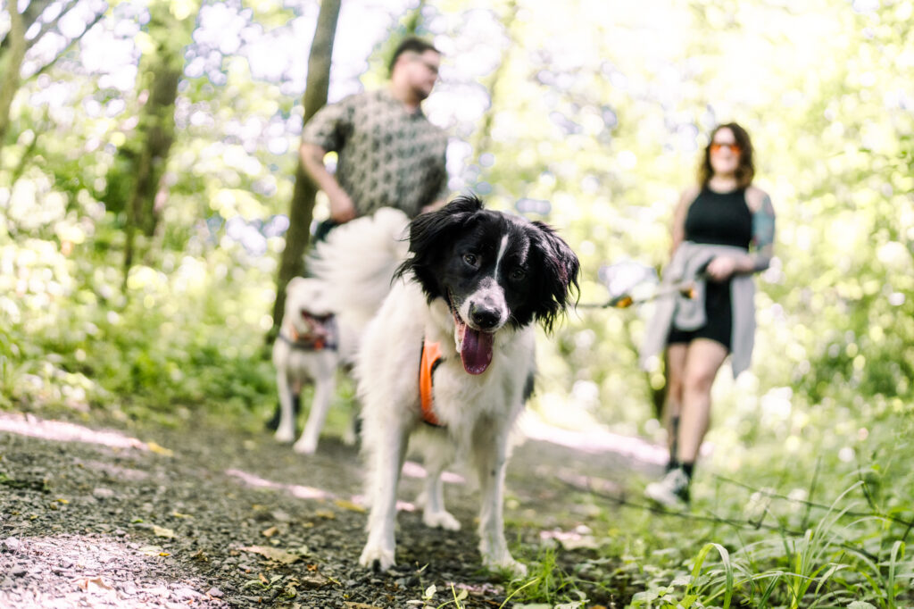 Hummel Trail in Hummelstown, Pennsylvania Engagement Session Photos